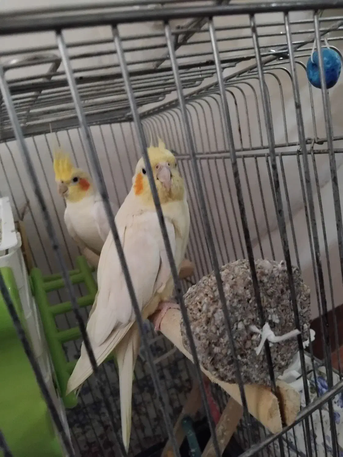 عروس هلندی|پرنده|گیان, |دیوار