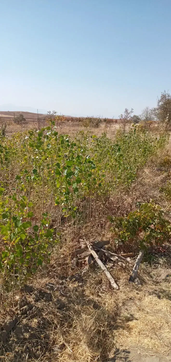 نهال صنوبر.کبوده|گل و گیاه طبیعی|بروجرد, |دیوار
