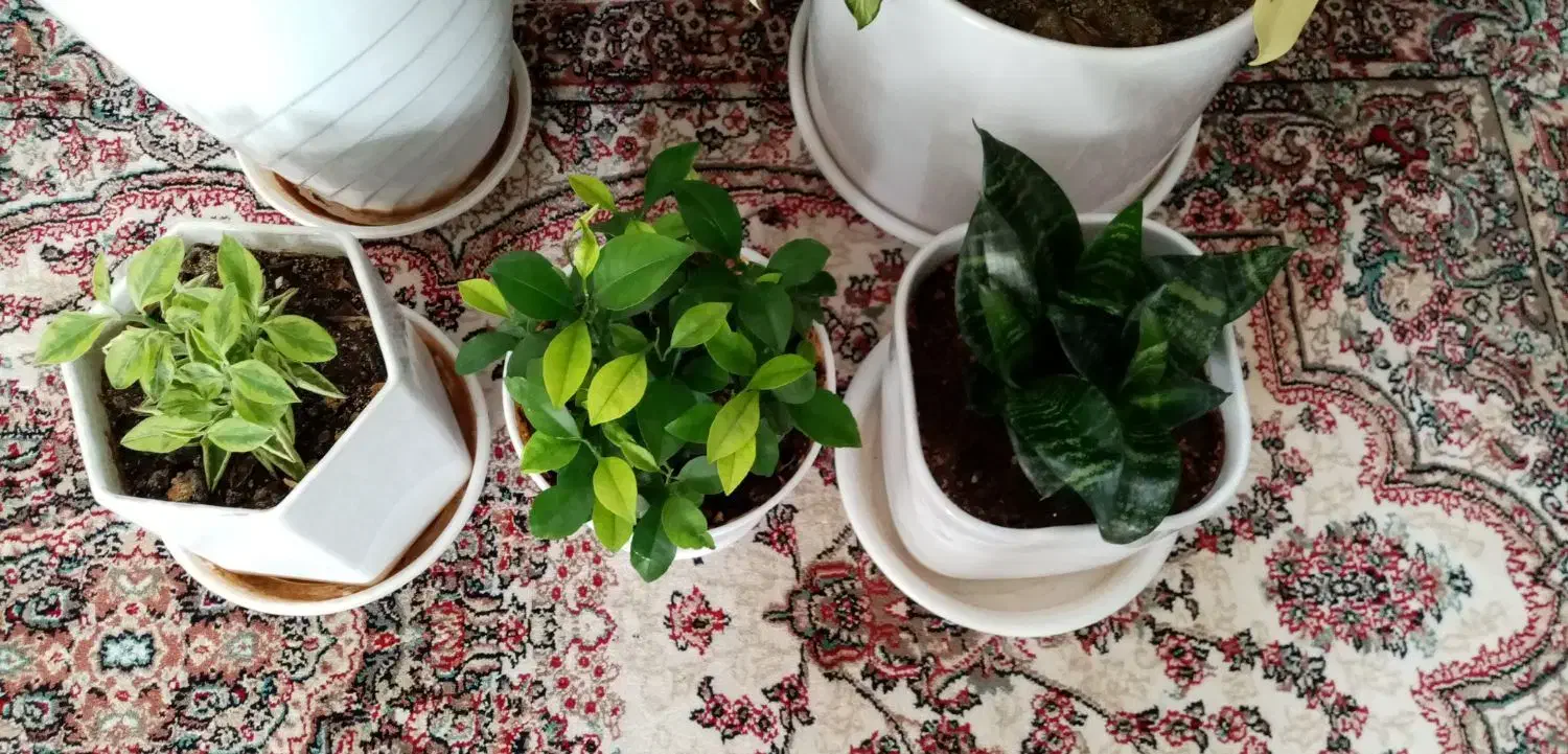 گل آپارتمانی|گل و گیاه طبیعی|کرمانشاه, |دیوار