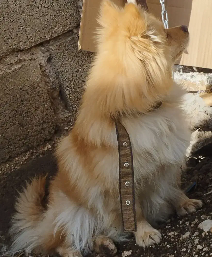 پامر روباهی|سگ|داراب, |دیوار