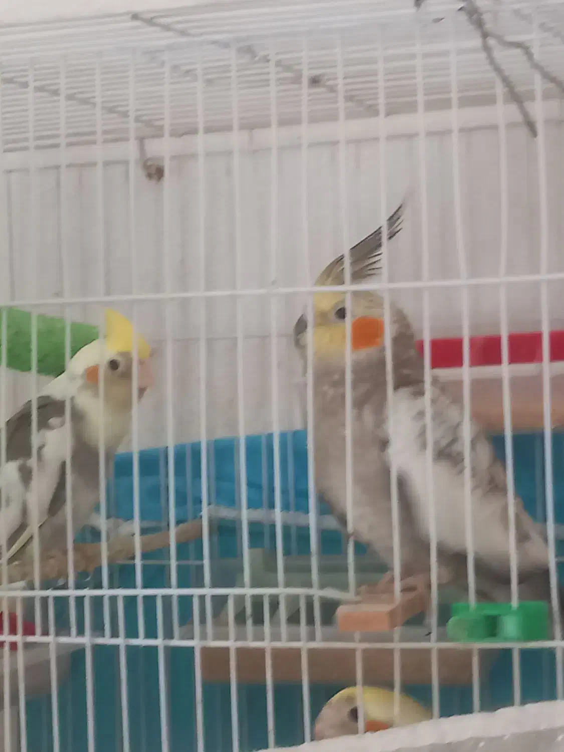 عروس هلندی کاملا سالم وجوان|پرنده|گلبهار, نوبهار|دیوار