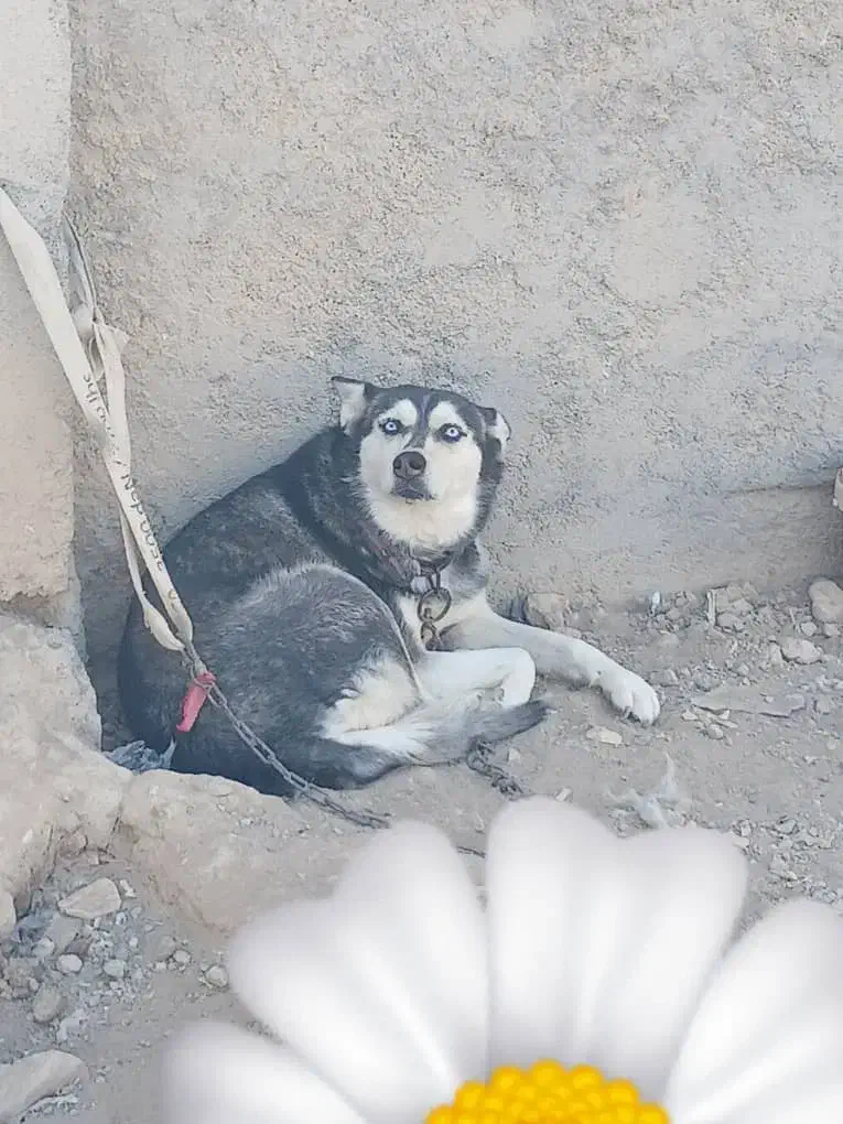 سگ هاسکی|سگ|نجف‌آباد, رحمت آباد|دیوار