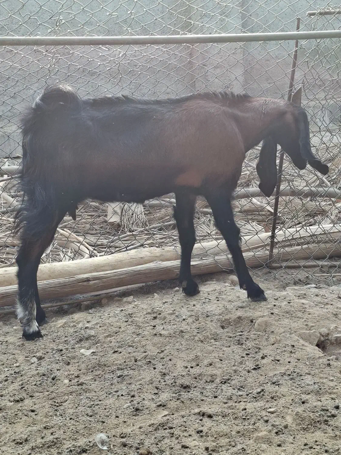 بز خوب|حیوانات مزرعه|برازجان, |دیوار