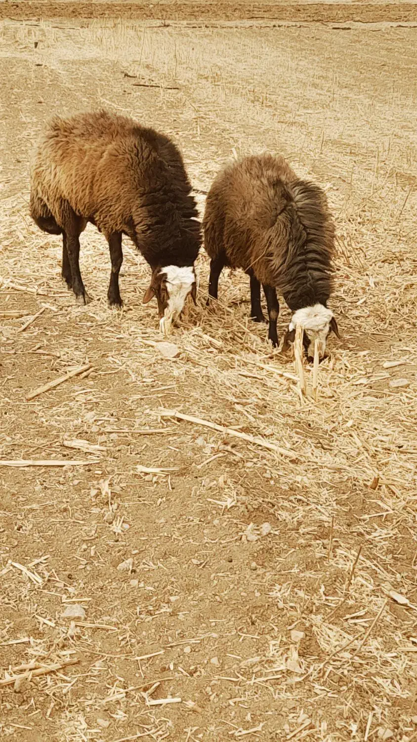 یه جفت قوچ ۲ ساله افشار اصفهانی درجه یک بشرط|حیوانات مزرعه|زنده رود, |دیوار