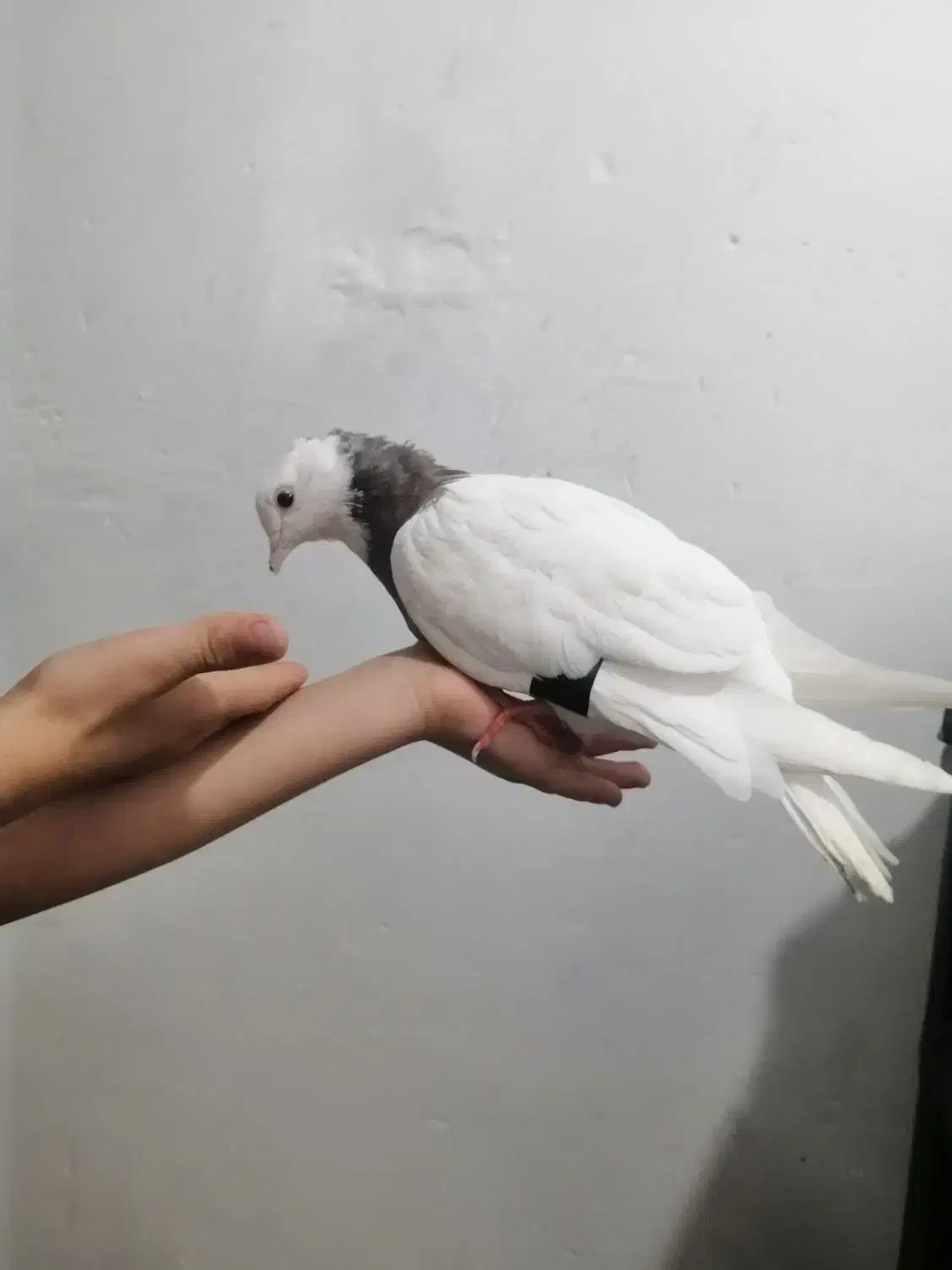 کبوتر. طوقی|پرنده|جوانرود, |دیوار