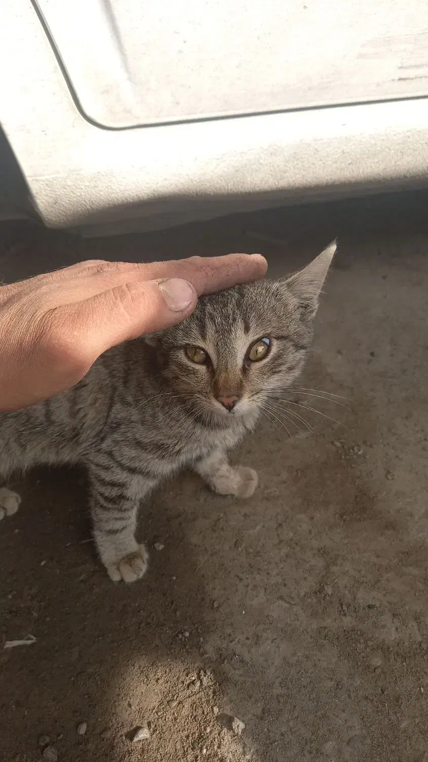 گربه خانگی|گربه|ازنا, |دیوار