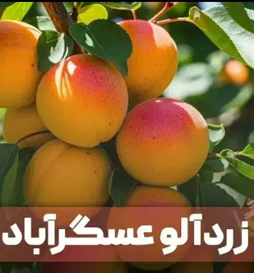 نهال مثمر و غیر مثمر|حراج|آزادشهر, |دیوار