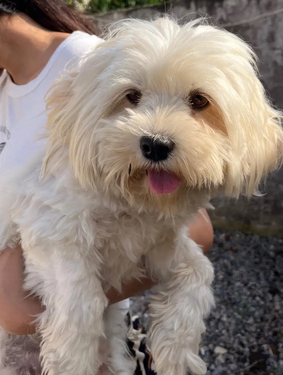 سگ پاکوتاه|سگ|تالش, هشتپر|دیوار