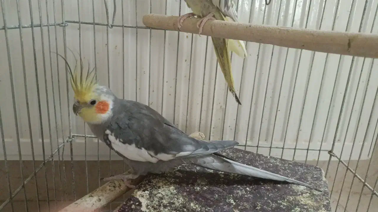 عروس هلندی|پرنده|قم, حاج زینل|دیوار