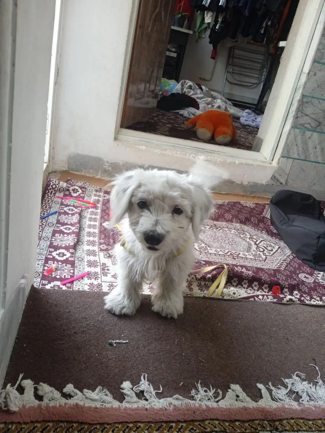 سگ خونگی ارام|سگ|خرمدره, |دیوار