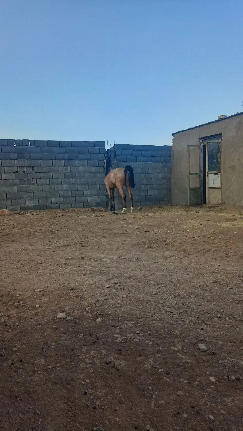 اسب|اسب و تجهیزات اسبسواری|بوشهر, |دیوار