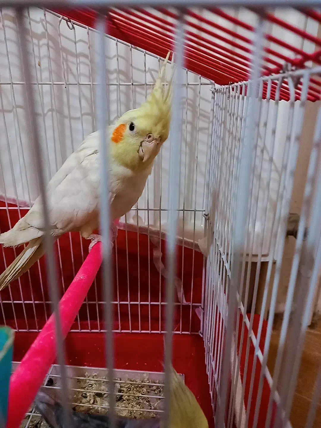 عروس هلندی سخنگو|پرنده|بناب, |دیوار