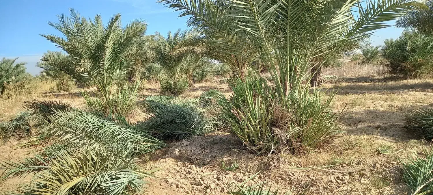 پاجوش رایگان|گل و گیاه طبیعی|چمران, |دیوار