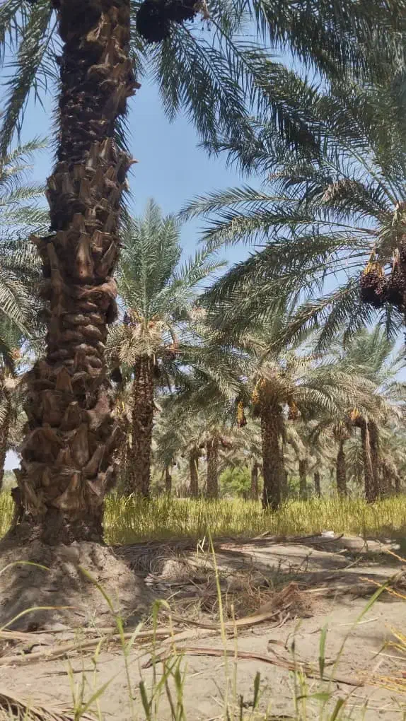 با عرض سلام قطع درخت نخل بصورت رایگان|خدمات باغبانی و درختکاری|میناب, |دیوار