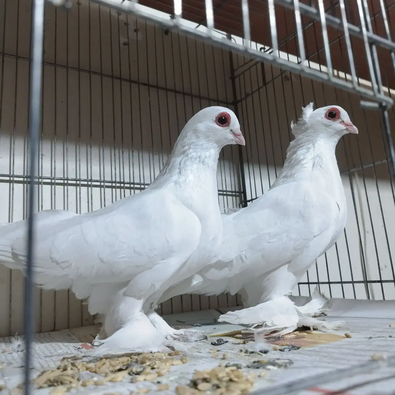 یک جفت قرمز گوز و تعدادی آغ پارپارلی|پرنده|تبریز, |دیوار