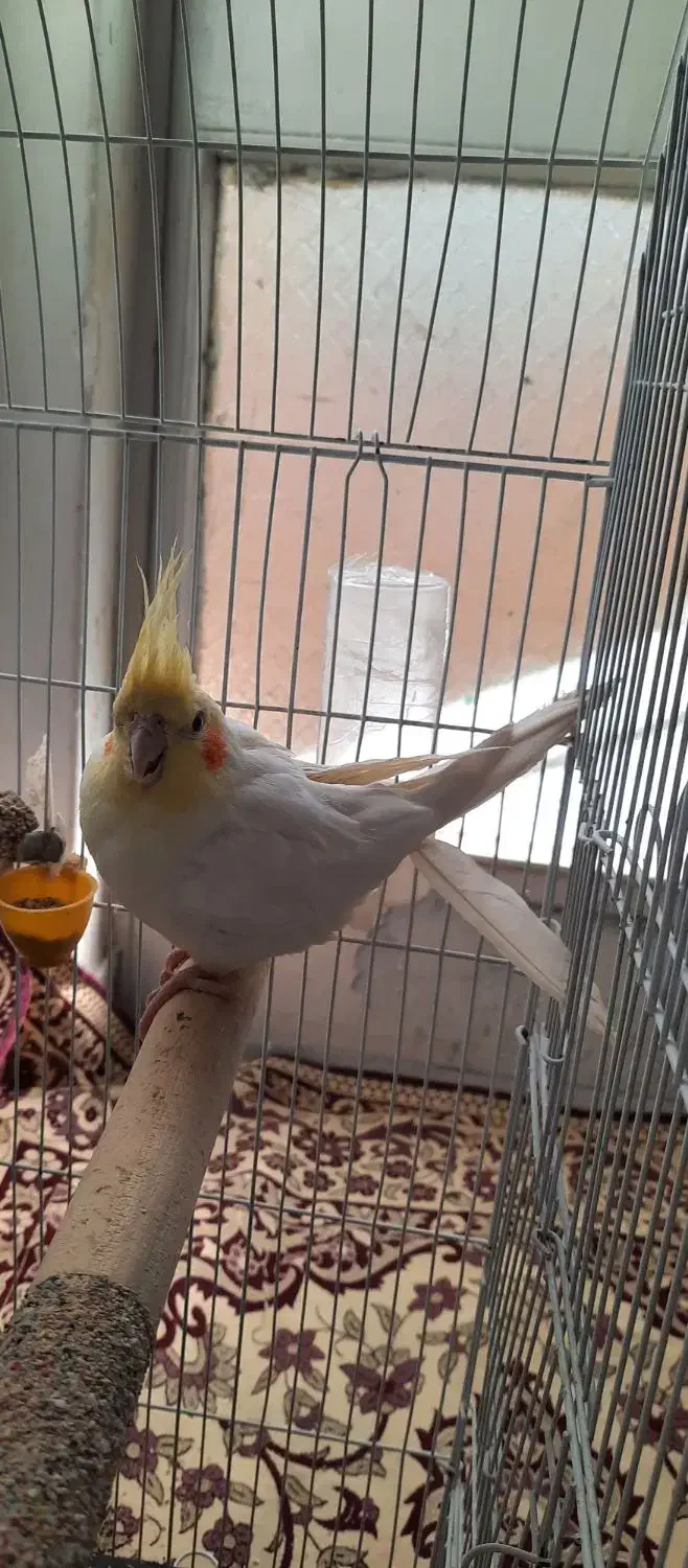 عروس هلندی نر سالم|پرنده|سنندج, |دیوار