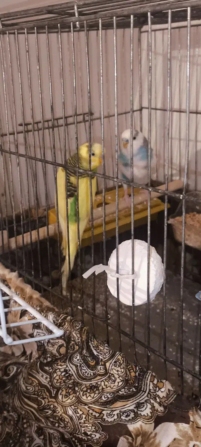 به علت جا به جایی|پرنده|الوند, |دیوار