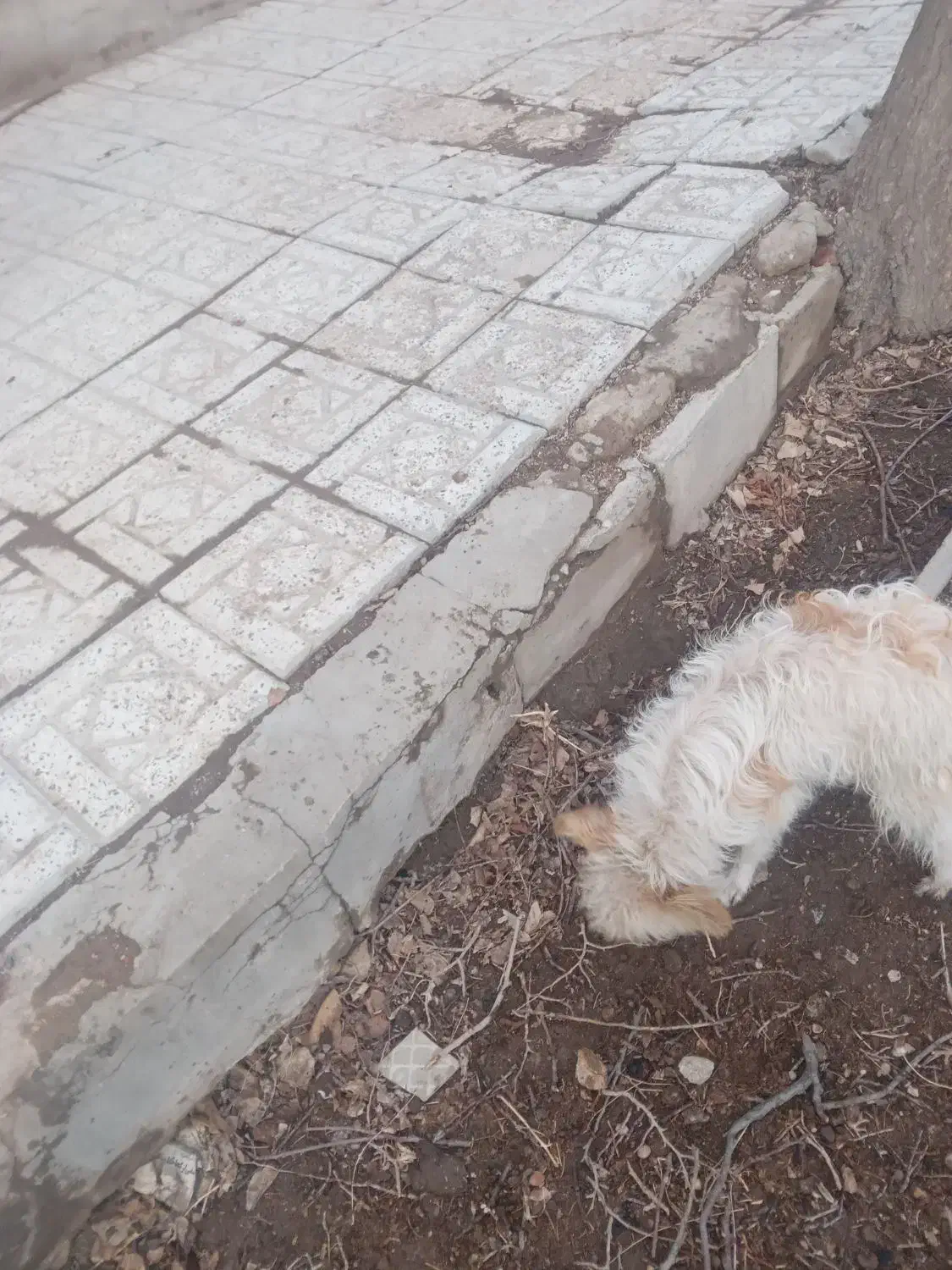 سگ پا کوتاه ماده|سگ|بناب, |دیوار