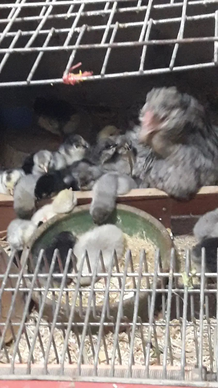 تخم مرغ گلین چهل تاج ریشو|حیوانات مزرعه|اهواز, اهواز|دیوار