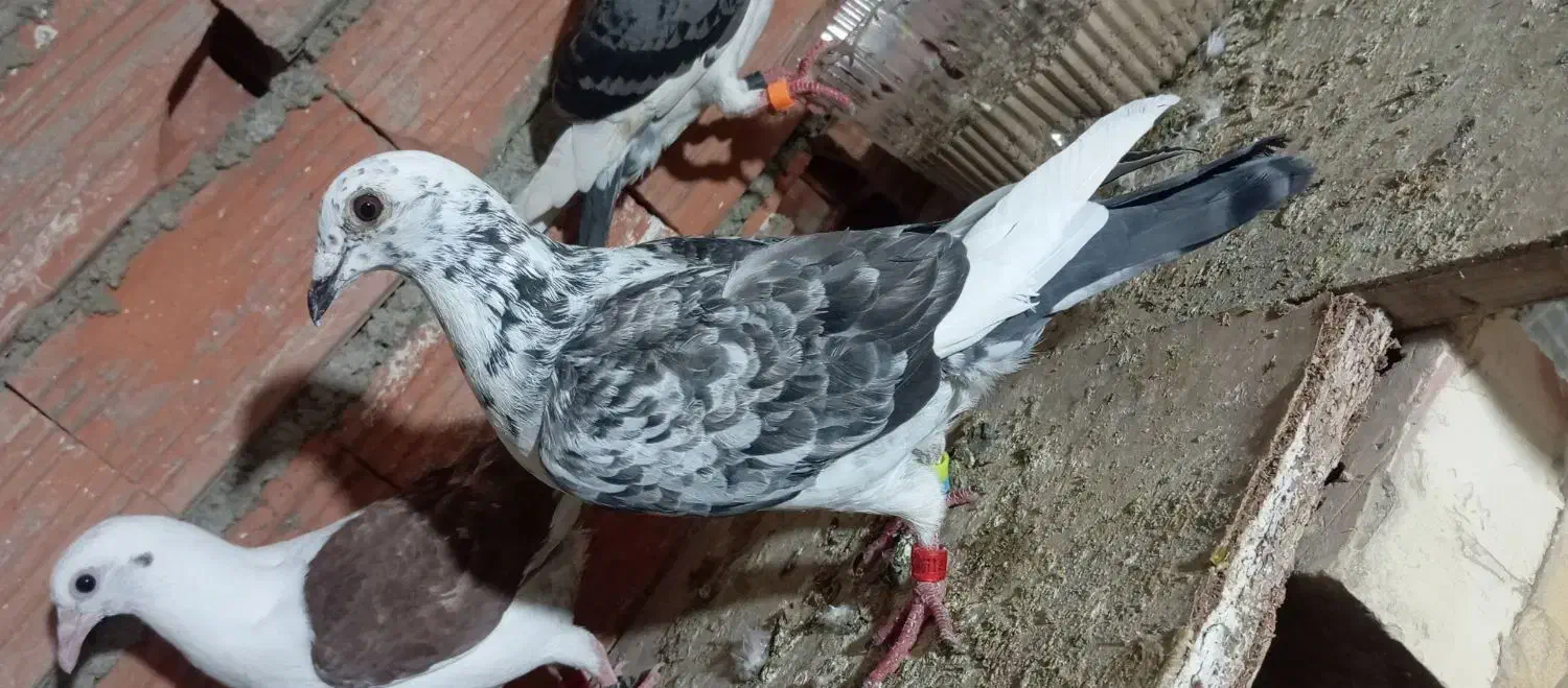 کبوتر|پرنده|گنبد کاووس, |دیوار