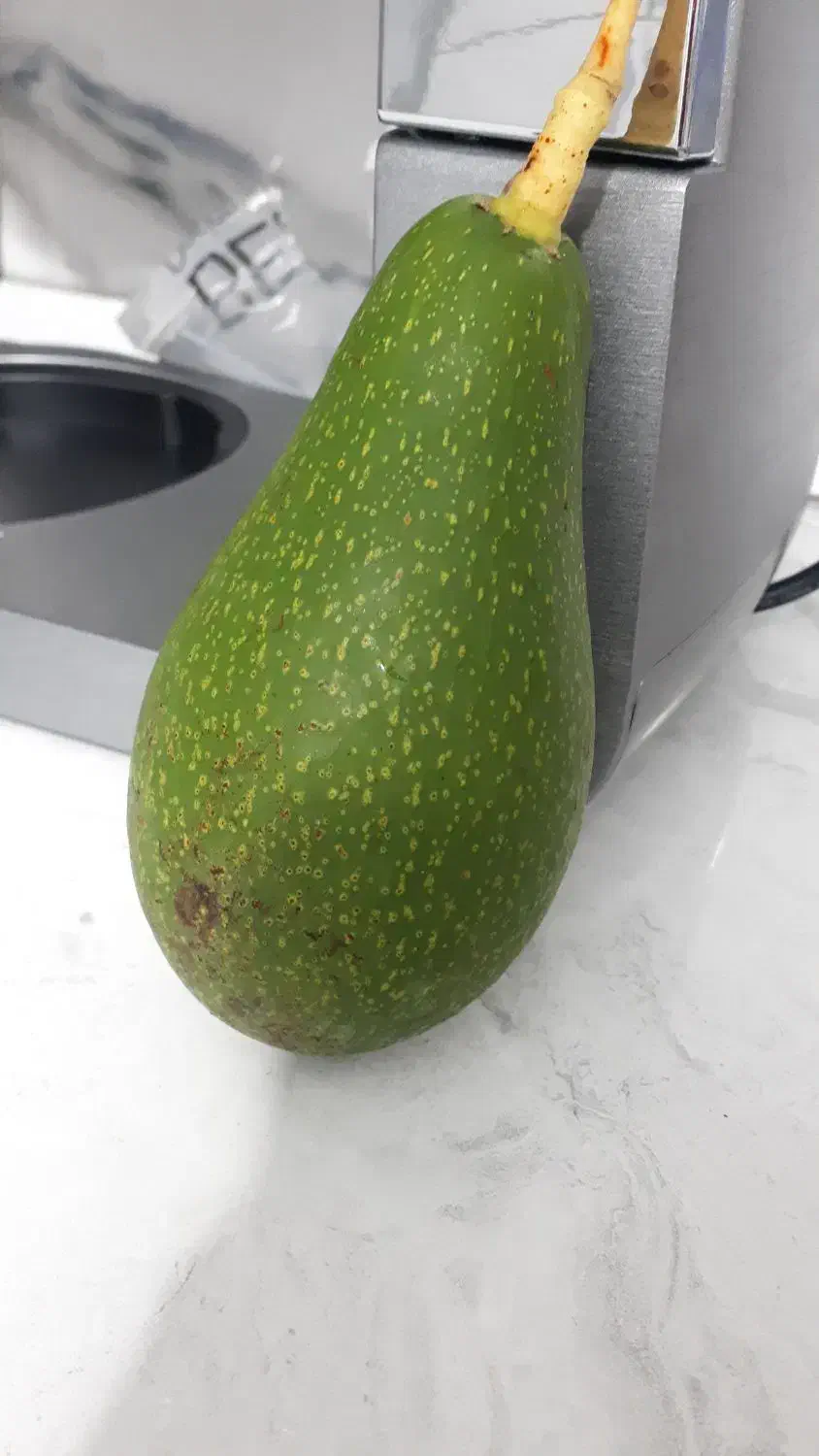 فروش دونه ای میوه آووکادو|خوردنی و آشامیدنی|سنگر, |دیوار