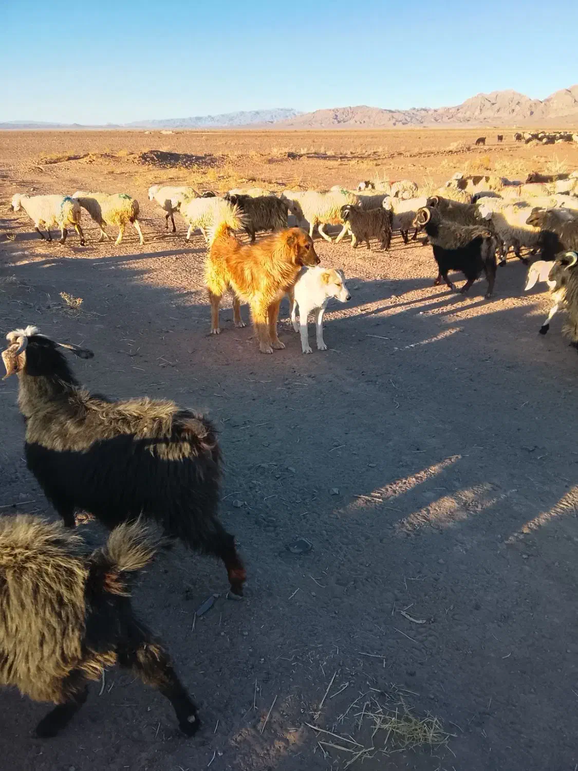 سگ کله درمیان طبس مسینا 2تمن|سگ|بیرجند, |دیوار