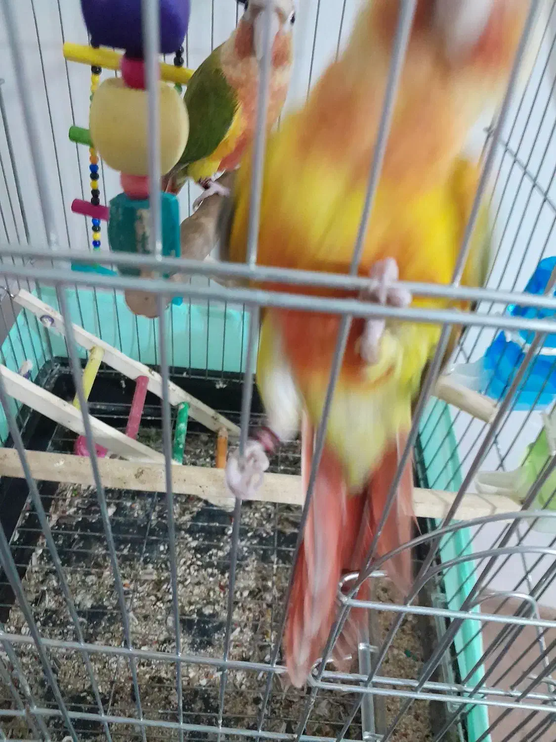 فروش دو عدد گرینچک سینه سرخ نر ماده|پرنده|شاهین دژ, |دیوار