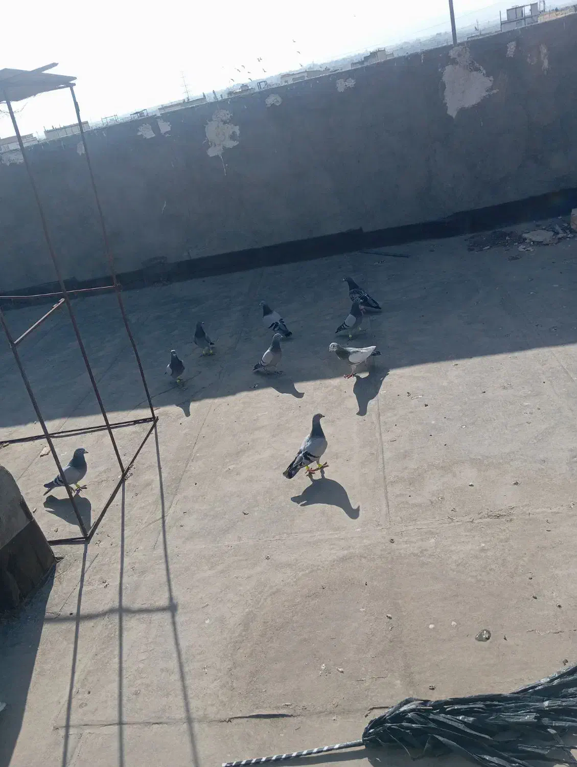 سبز و پولکی|پرنده|مشهد, شیرحصار|دیوار