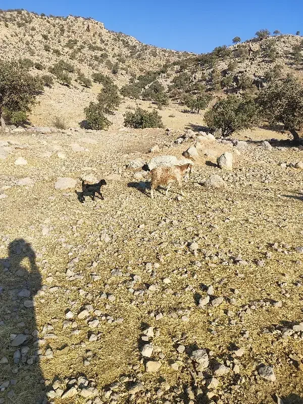 بز کهره دار|حیوانات مزرعه|کوهمره, |دیوار