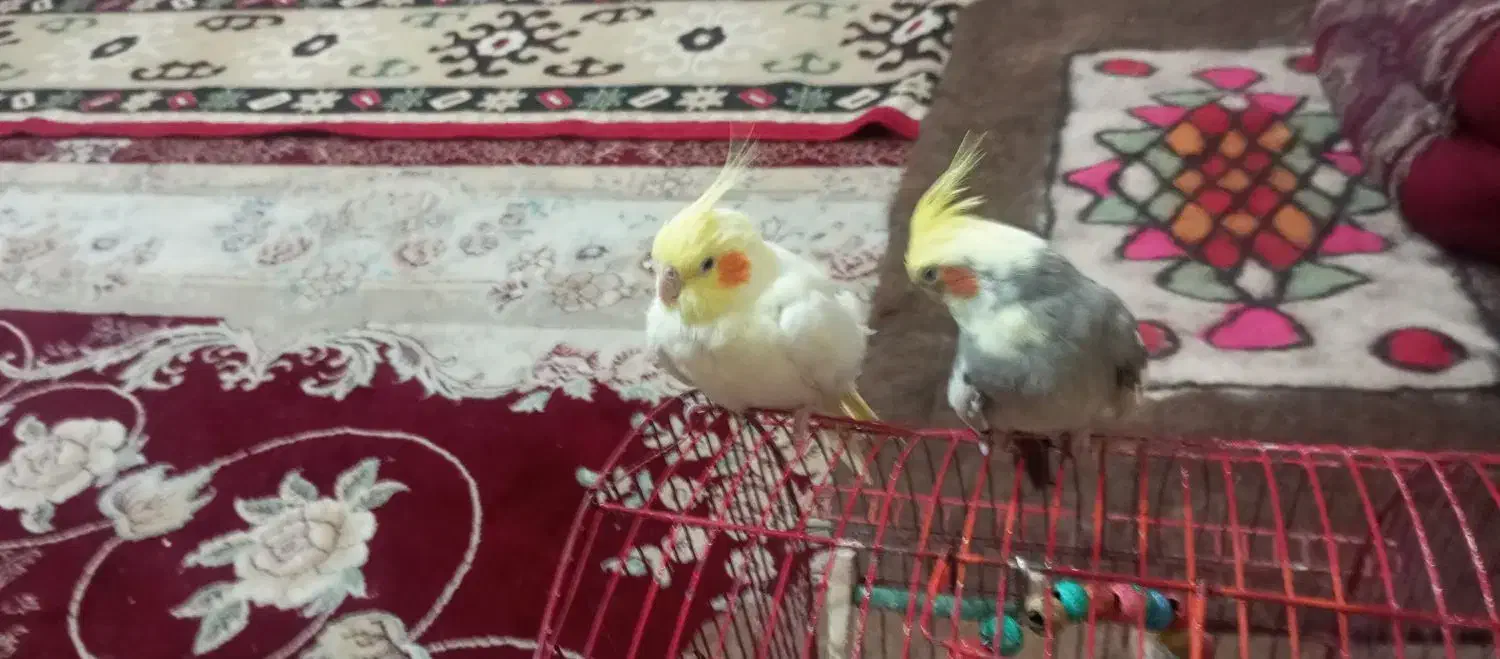 دو عدد عروس جوان سرحال دستی دستی|پرنده|شهرضا, |دیوار