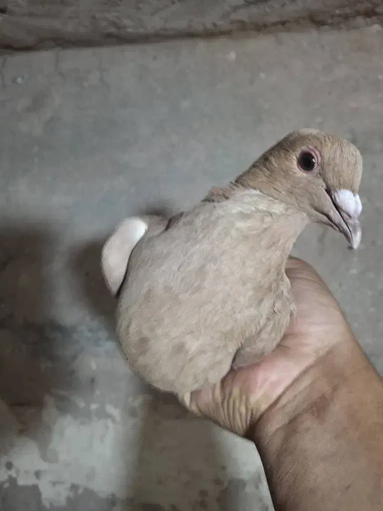 ماده زرد خوشگل دورشت|پرنده|رفسنجان, |دیوار