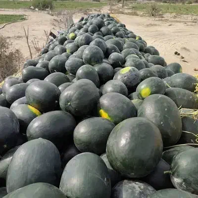 هندوانه شیرین|خوردنی و آشامیدنی|دشتابی, |دیوار