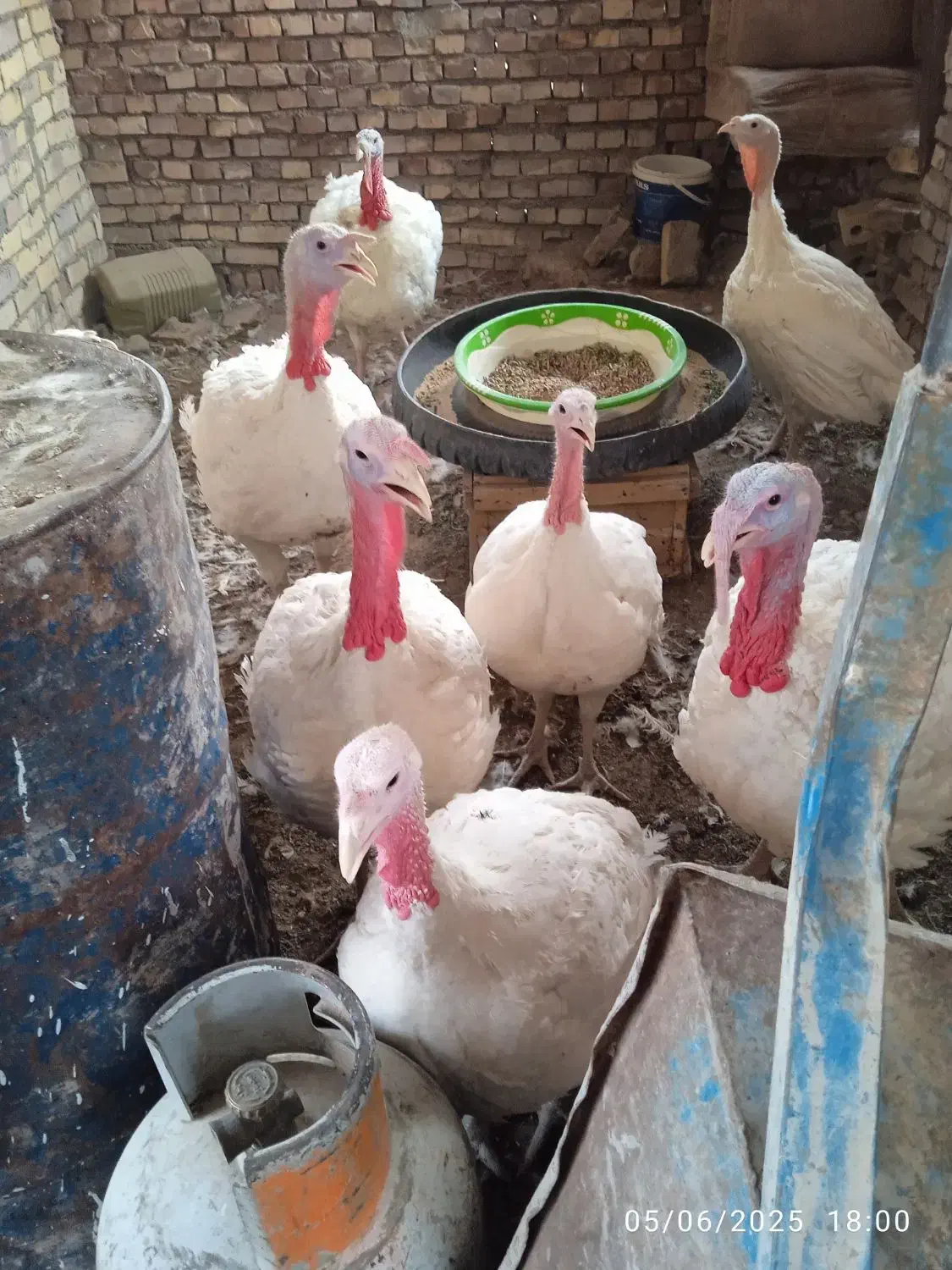 بوقلمون تخم گذار|حیوانات مزرعه|بیرجند, |دیوار