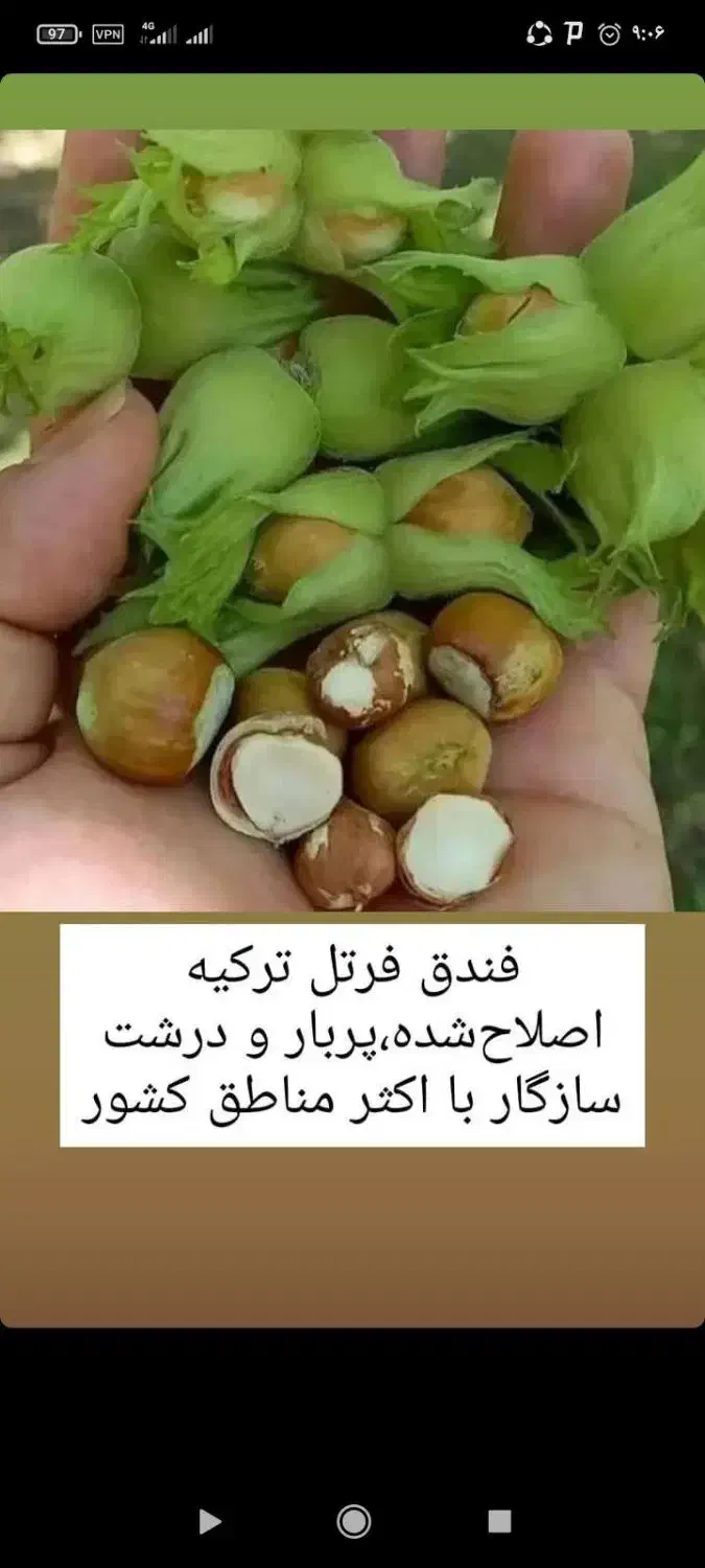 فندق ماکادمیا ،فندق فرتل و سنجد|خدمات باغبانی و درختکاری|چالوس, |دیوار