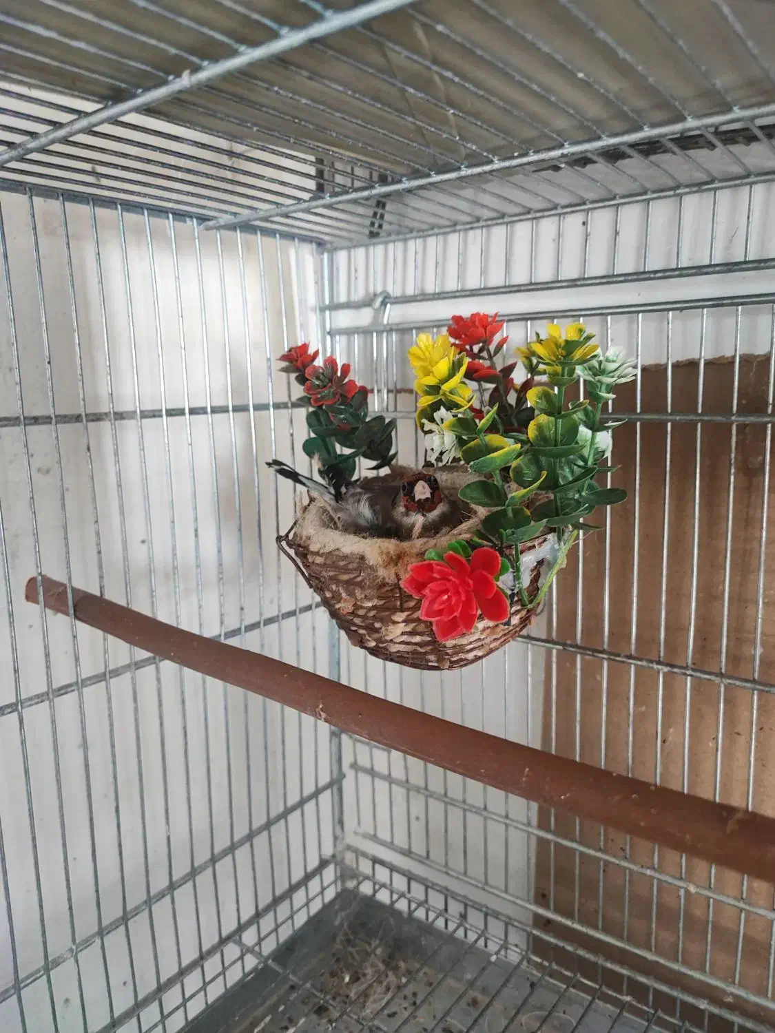 سهره زاغ|پرنده|کامفیروز, |دیوار