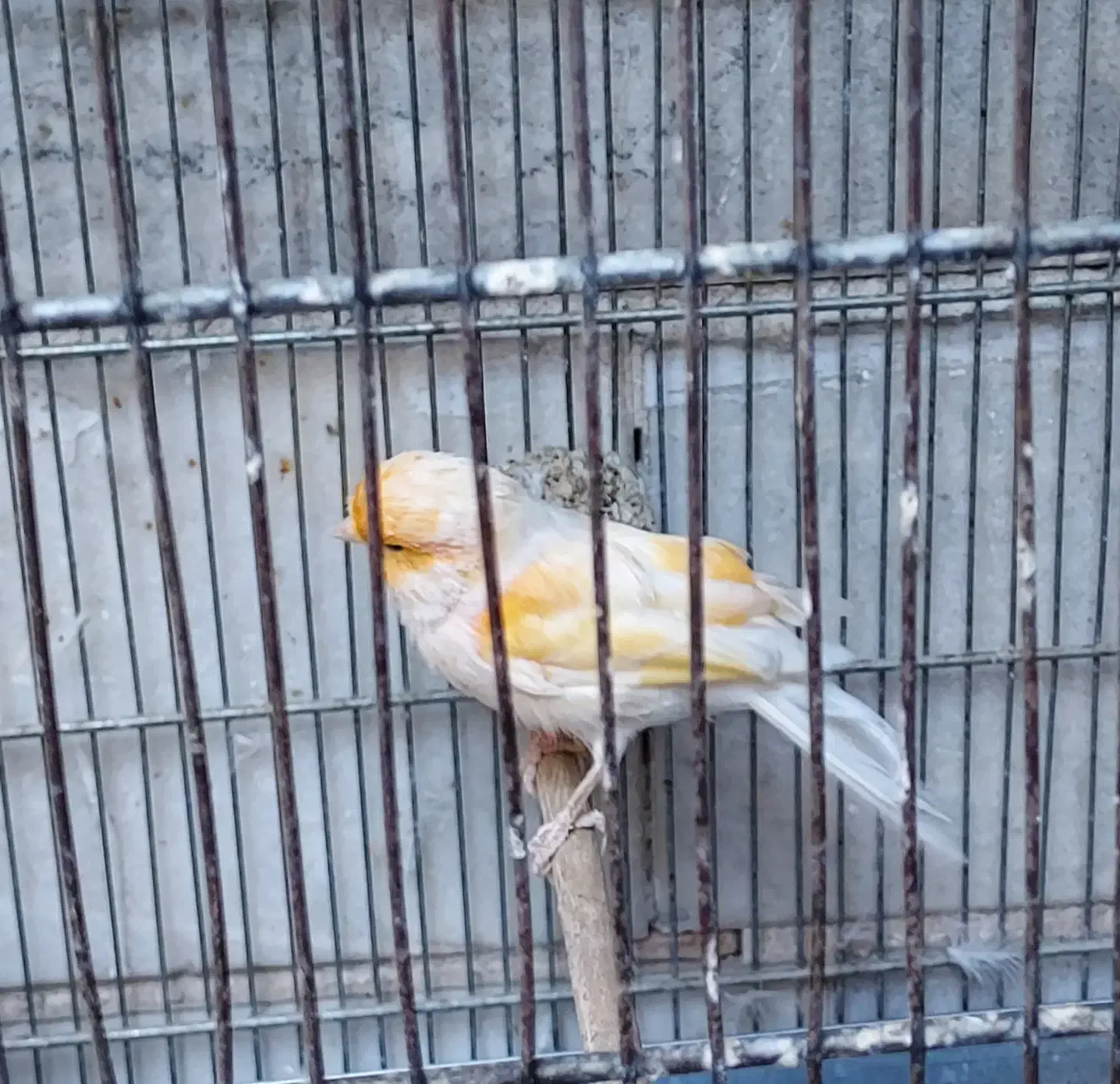 قناری نر موزاییکی|پرنده|ری, دیلمان|دیوار