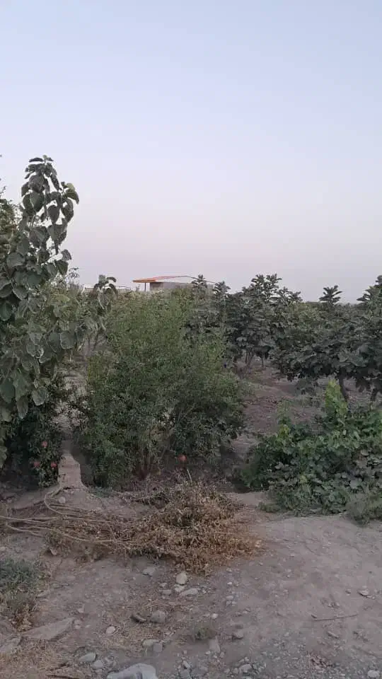 باغ فروشی|فروش زمین و ملک کلنگی|قم, شهید رجایی|دیوار