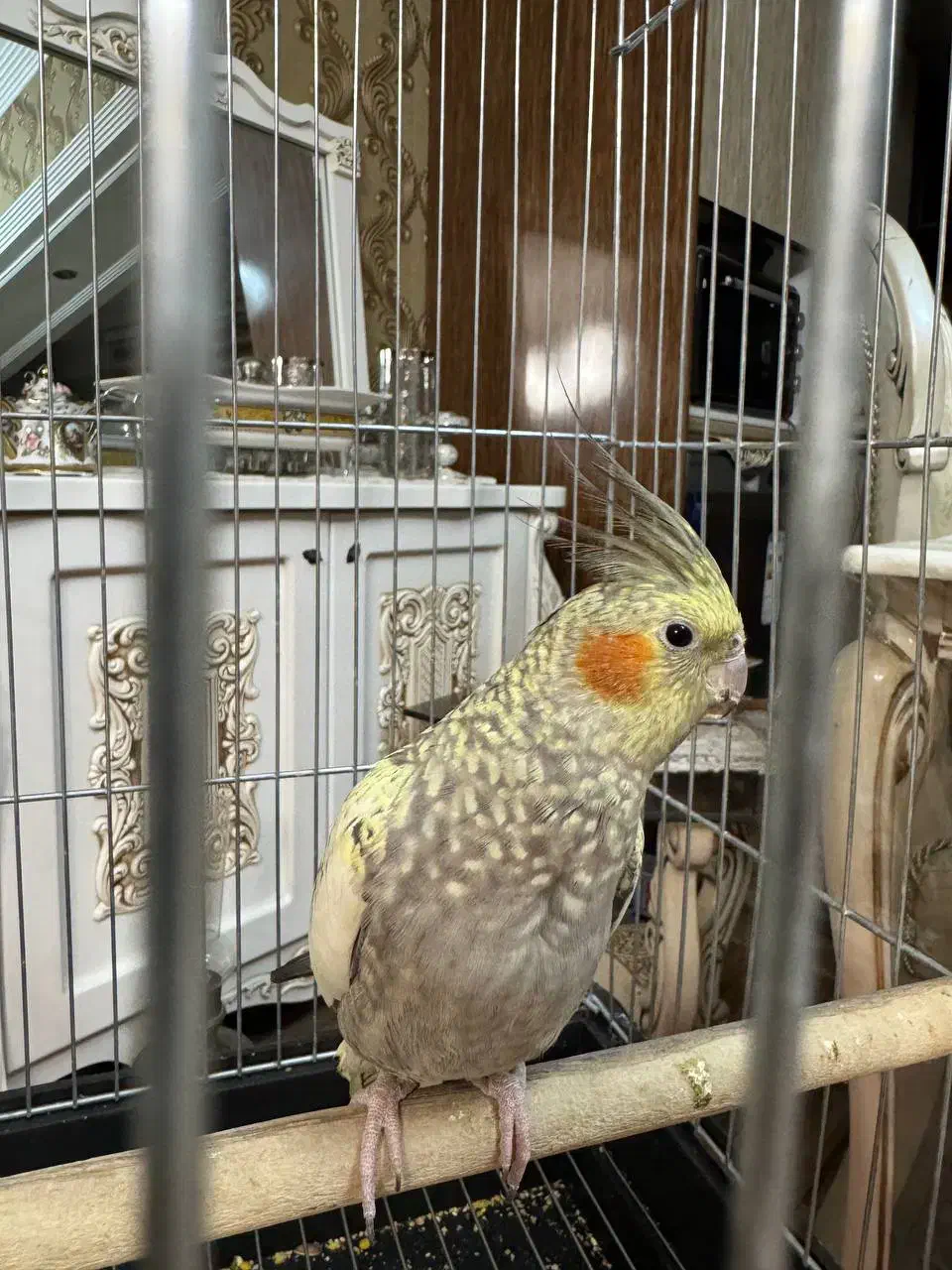 عروس هلندی|پرنده|کرج, شهرک بنفشه|دیوار