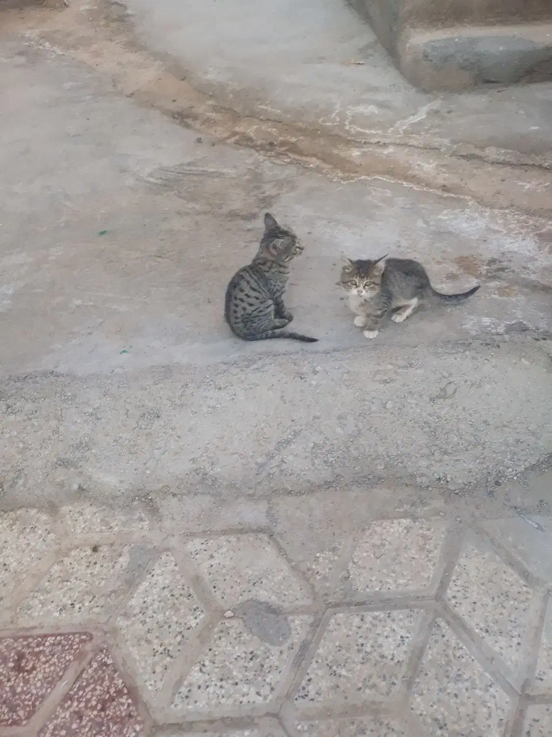 گربه خانگی نروماده|گربه|مشهد, آزادشهر|دیوار