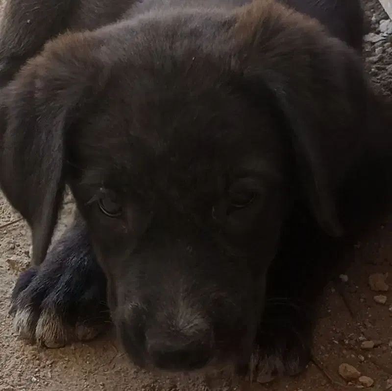 توله سرابی|سگ|یزد, |دیوار