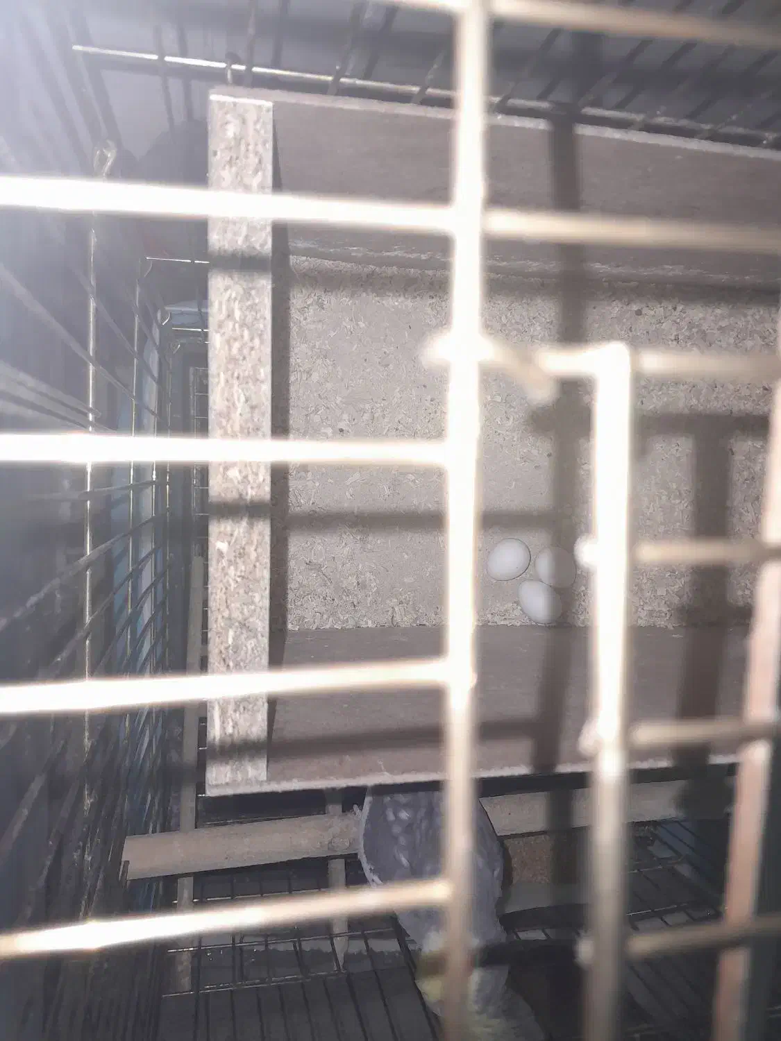 یک جفت عروس مولد با تخم|پرنده|نیشابور, شهید بهشتی|دیوار