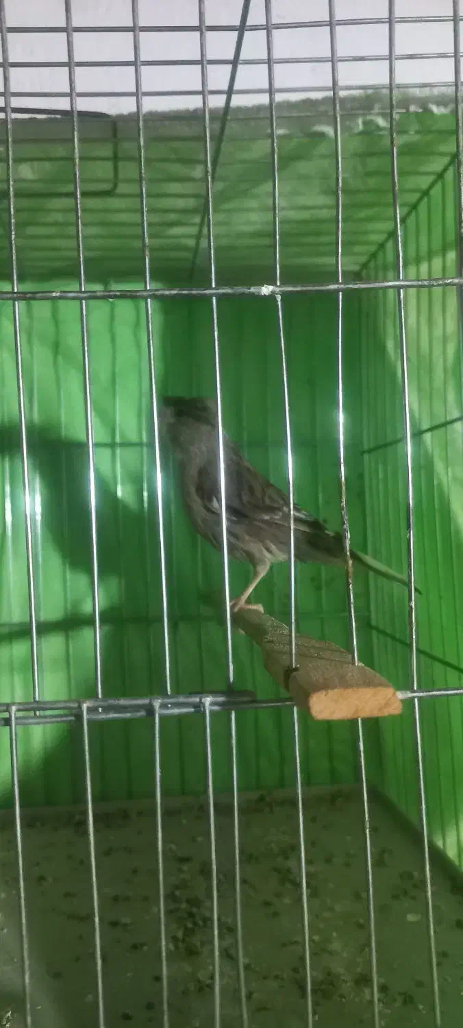 قناری ماده ابلق اماده جوان|پرنده|میاندوآب, |دیوار