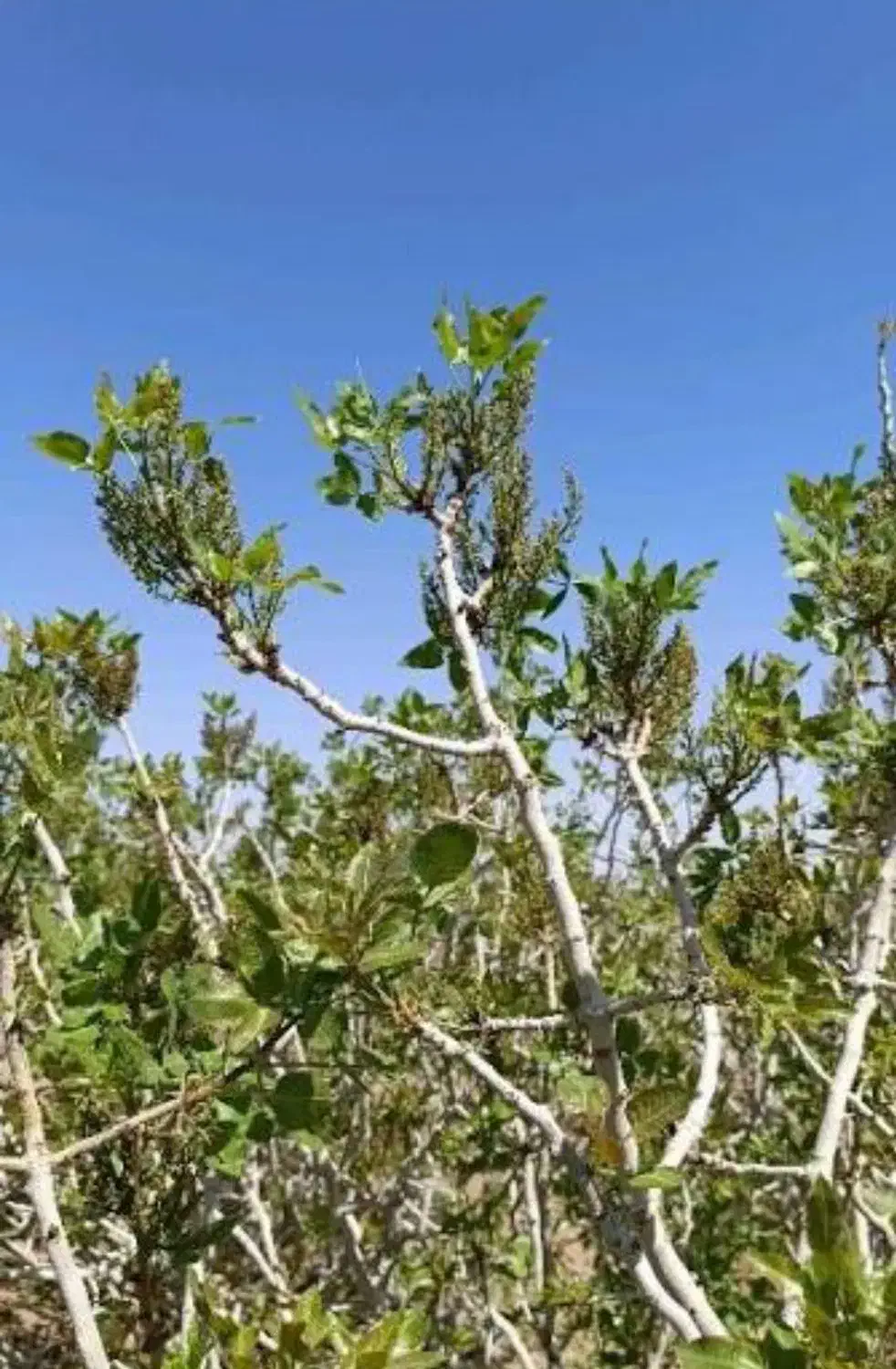 آب و زمین پسته|فروش زمین و ملک کلنگی|بافق, |دیوار