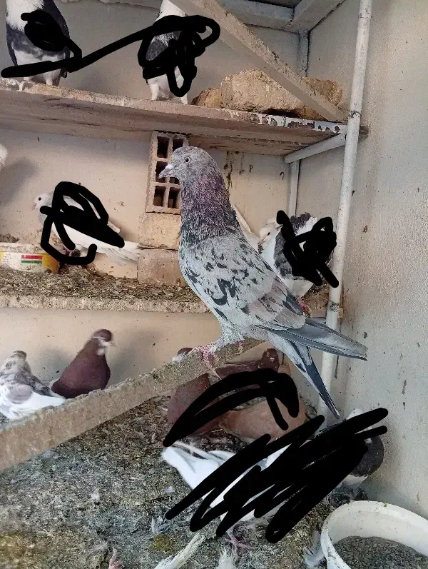 کفتر سرور|پرنده|آران و بیدگل, |دیوار