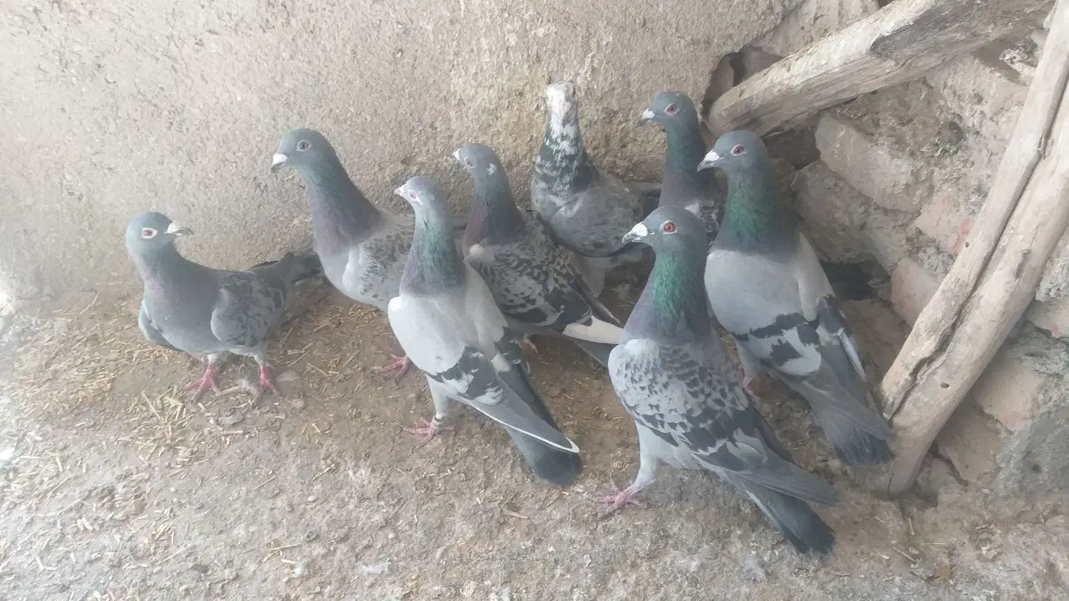 پلاکی|پرنده|بناب, |دیوار