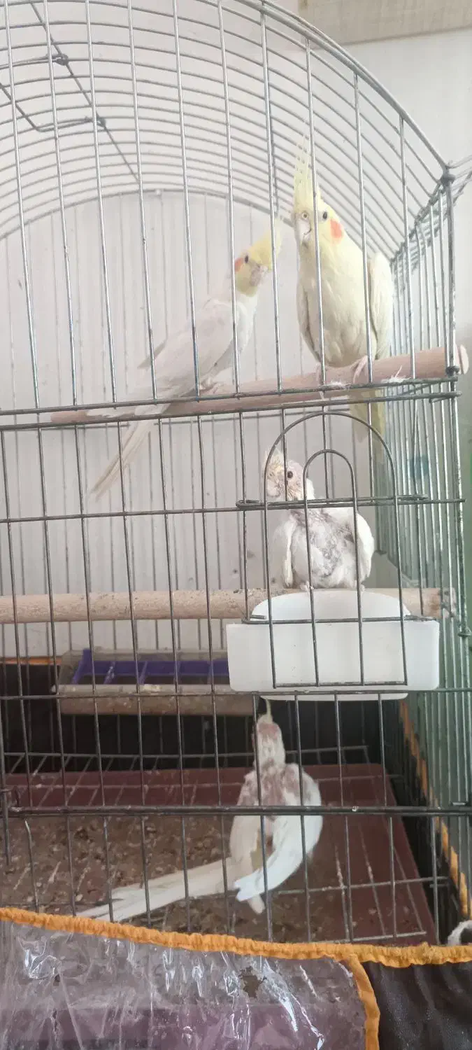 عروس هلندی لوتینو مولد با دو تا جوجه|پرنده|شیراز, شهرک جماران|دیوار