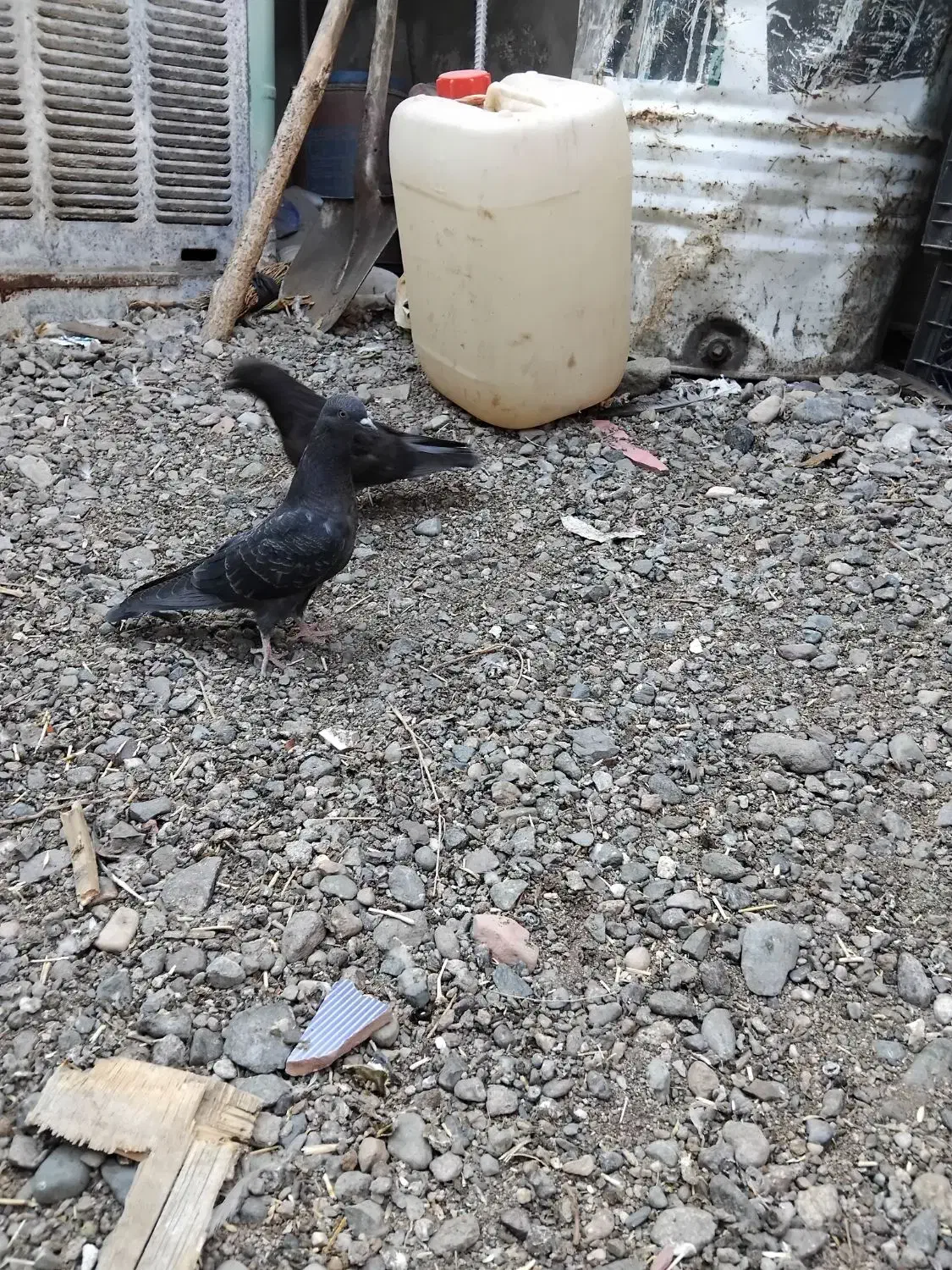 جوجه کاسک پرش سنگین|پرنده|جیرفت, |دیوار