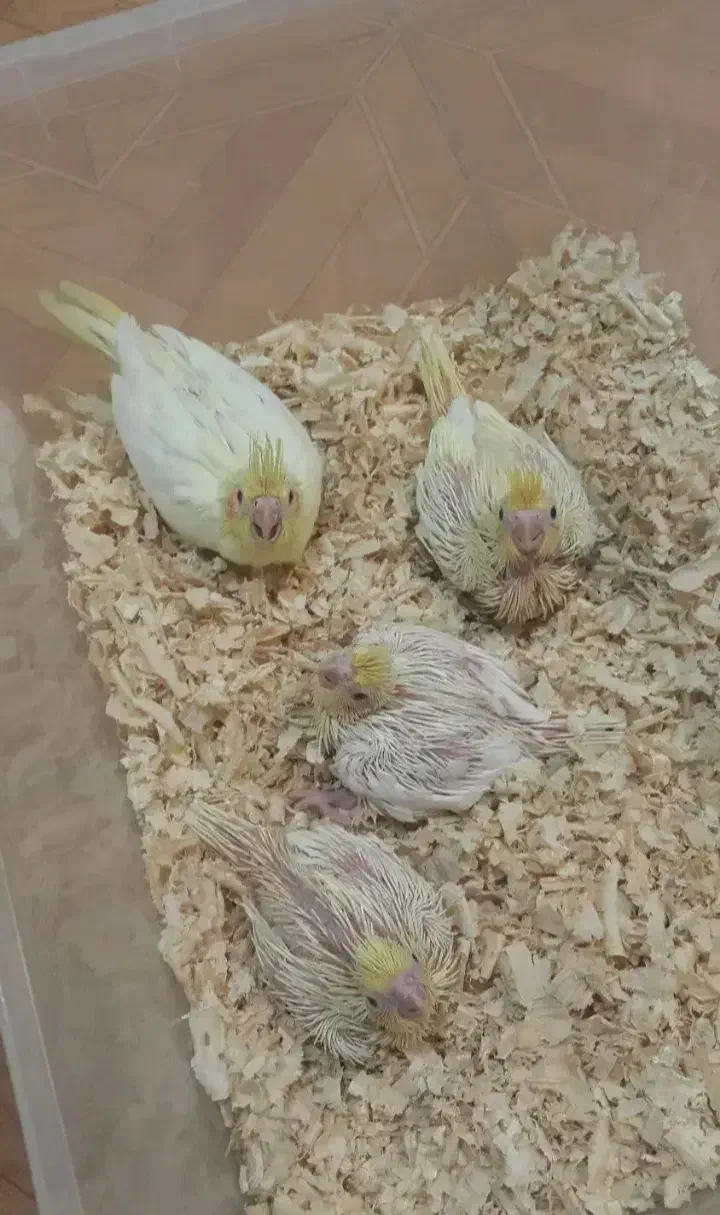 بهترین‌مولد‌‌‌|پرنده|بوئین زهرا, |دیوار