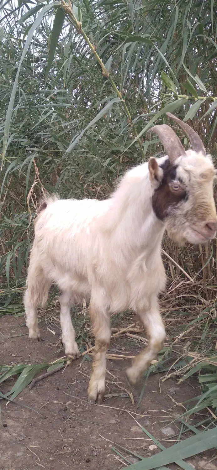 نربزغاله نربره|حیوانات مزرعه|علیآباد کتول, |دیوار