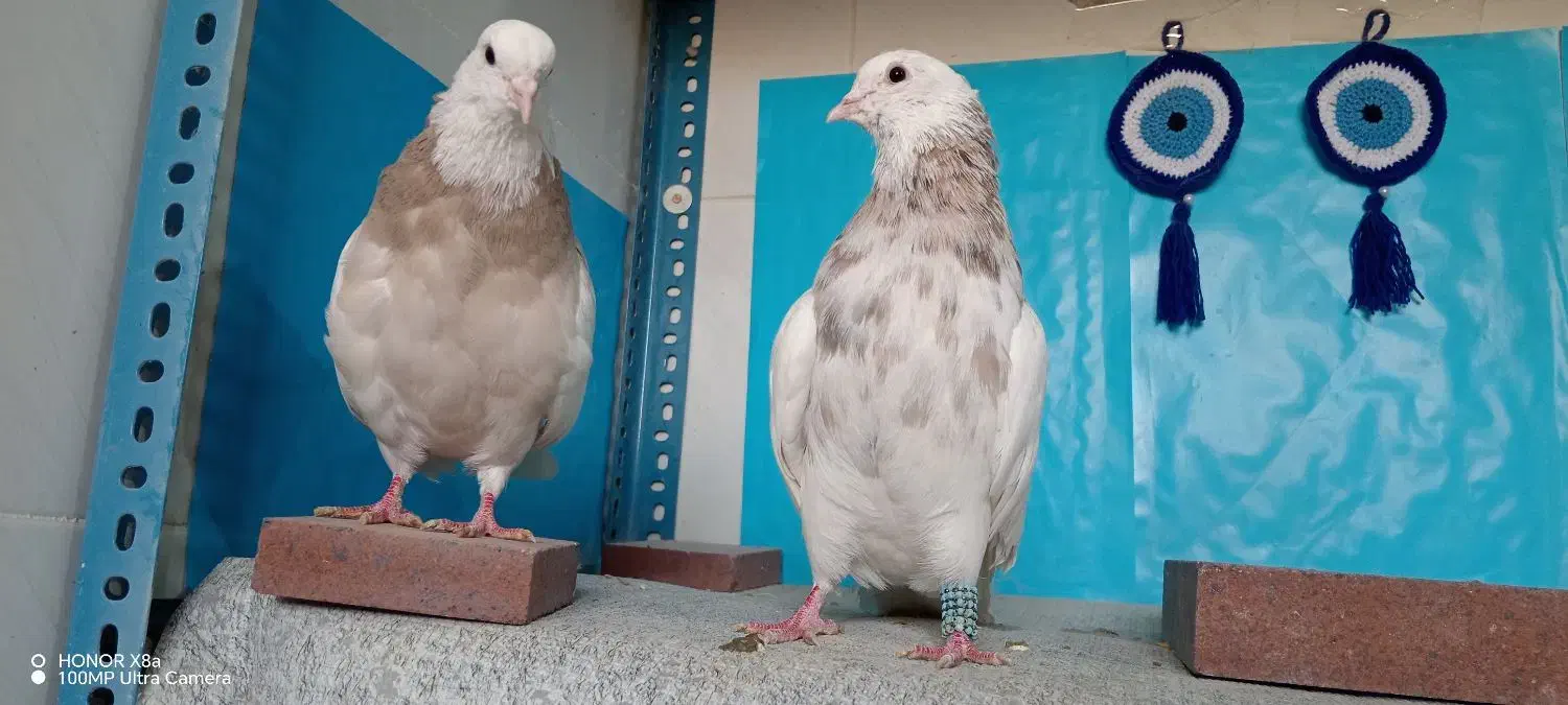 طوقی|پرنده|شهرضا, |دیوار